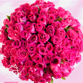 Cilindro de 100 rosas Fiusha
